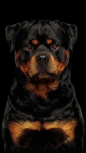 Rottweiler dog idea - rottweiler,