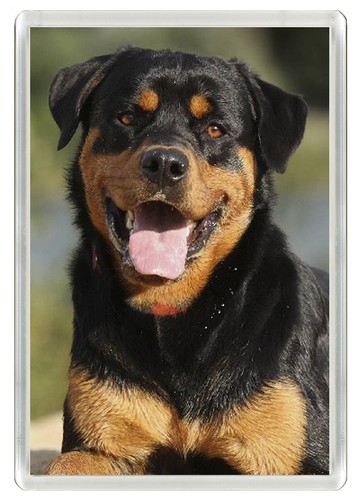Rottweiler dog fridge magnet - rottweiler,