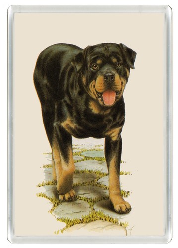 Rottweiler dog fridge - fridge, magnet