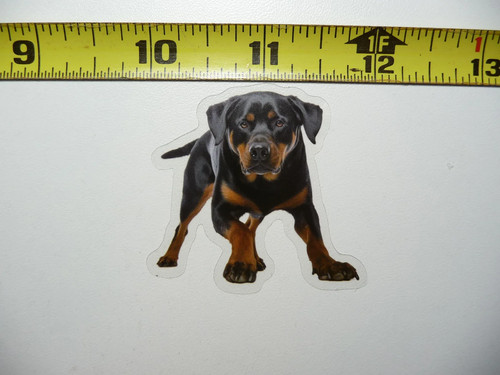 Rottweiler cane piccolo - rottweiler,